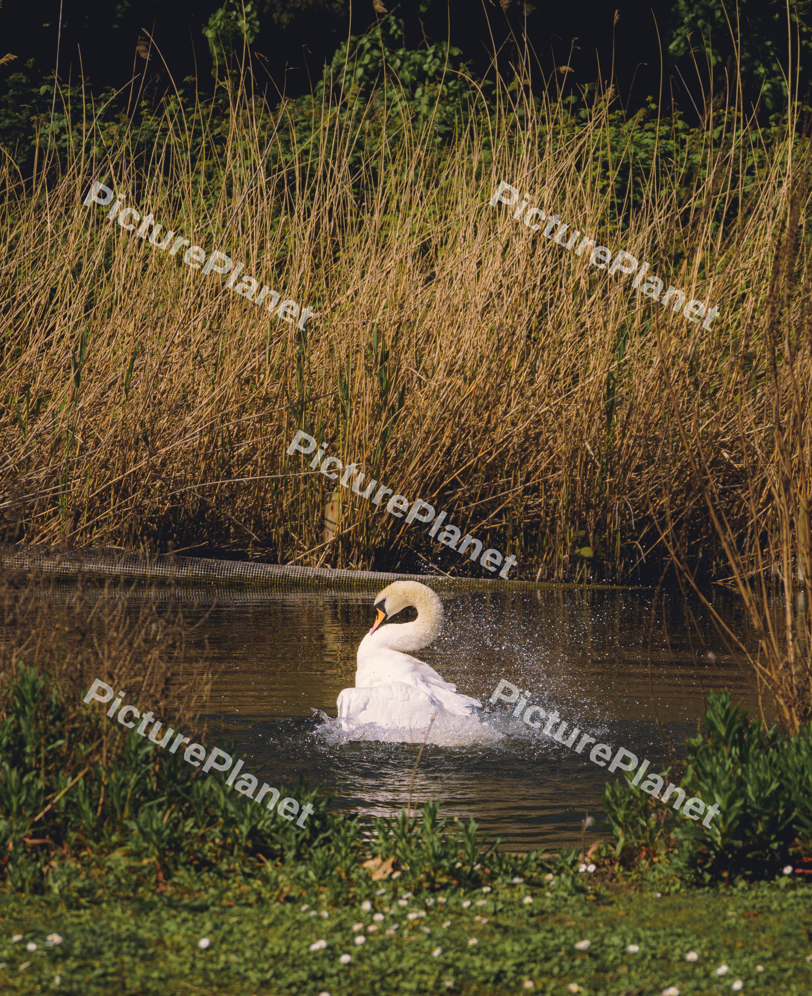 A Swan Display
